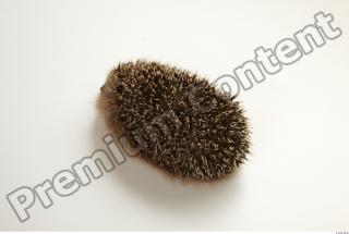 Hedgehog - Erinaceus europaeus  0047